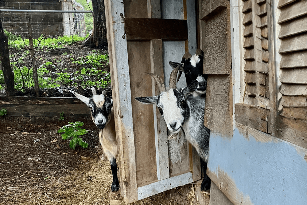 Three goats peek out from a rustic shed.