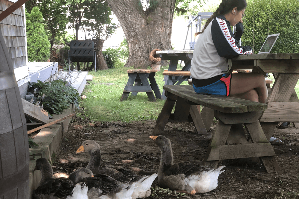 A person sits at a picnic table working on a laptop near a group of relaxed geese.