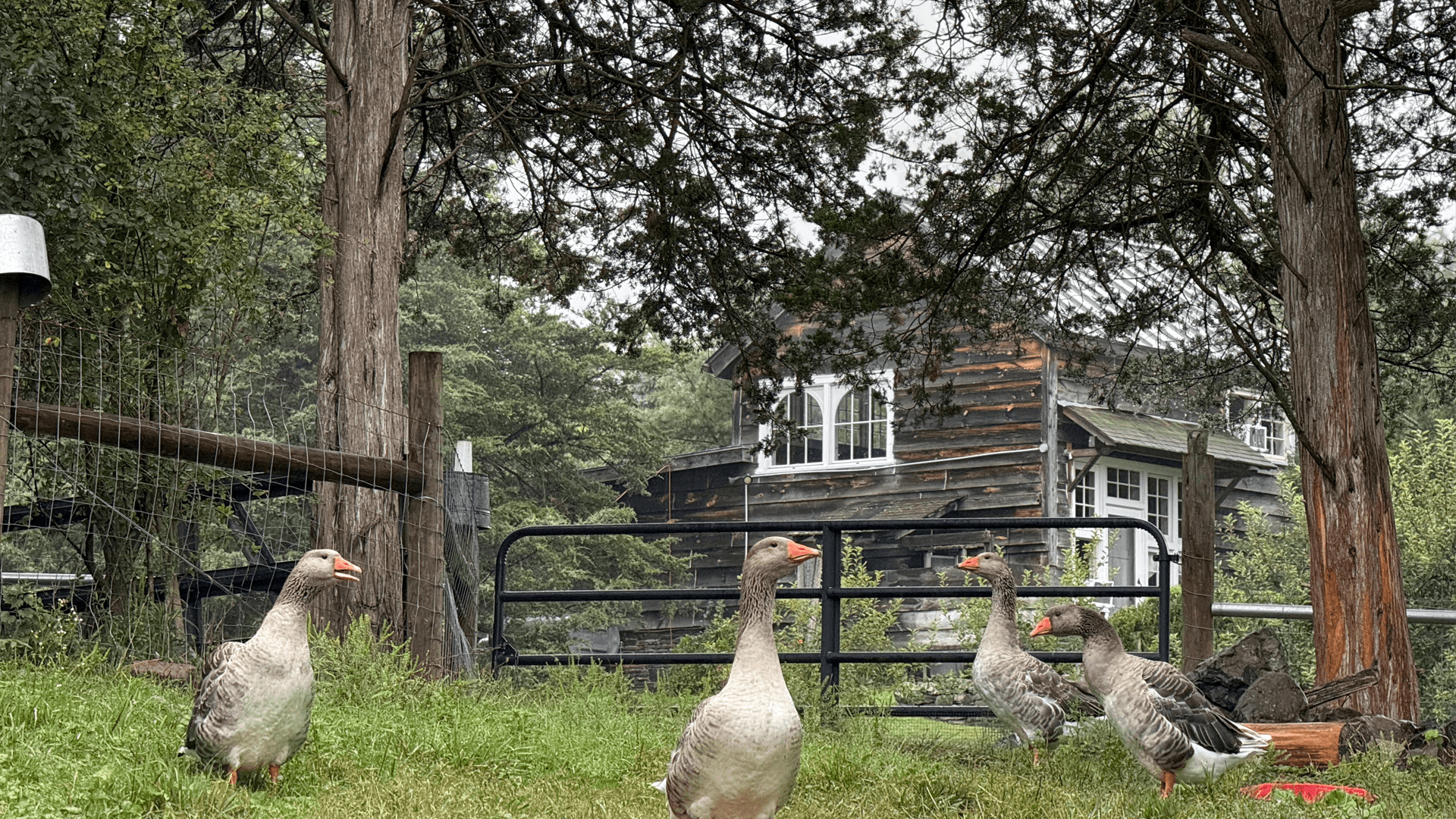Four geese standing in a grassy area near a rustic wooden cabin.