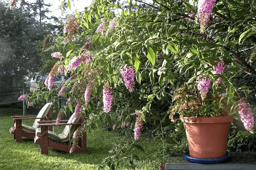 A lush garden scene featuring a flowering bush with pink blossoms and wooden chairs in the foreground.