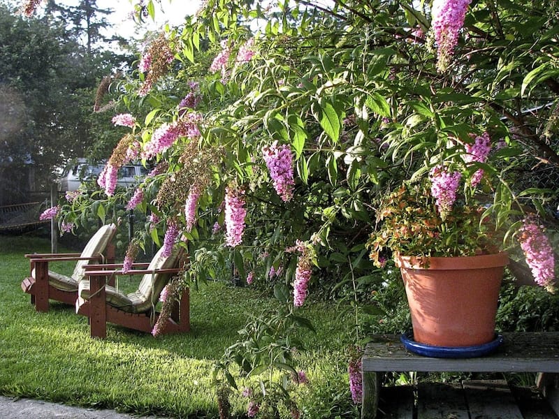 summer garden with lawn chairs and flowers