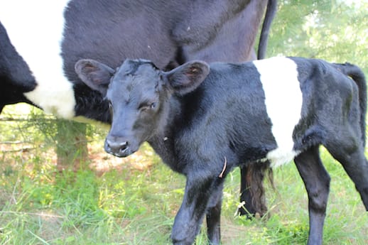 The calf near her Mom. (2014)