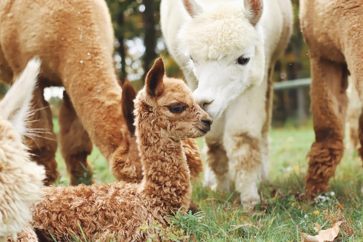 Crimson Leaf Alpaca Farm