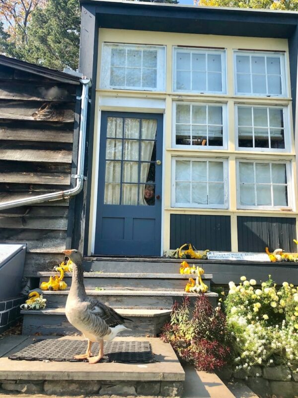 Hand carved Antique double bed set into wooden cabinetry|Close up view of the Eco Cottage on a sunny fall day. A grey and yellow building with a front wall of windows and a Toulose Goose standing on the Stone front steps with a collection of gourds on the steps.|Night view of Eco Cottage. Windows glowing with lamp light and a view of a bearded man sitting at a table|Large shower with black slate walls and a 6" white stripe of tile horizontally inset midway around all 4 walls. White ceiling with a large shower head and water streaming from it.|a summer view of eco-cottage exterior with a wall of windows and flowers in bloom|Salt Water Pool|looking thru the window of the Eco-Cottage at a 2 story house in the distance and the surrounding garden. in the forefront is a table set with a cup of tea and a scone and a bowl brimfull of dark red cherries|scene from sink area in the Eco Cottage. Radio and microwave on a shelf with assorted mitchen implements in a wicker basket and a rectangular table looking out over the front yard with an aftenoos snack of cherries