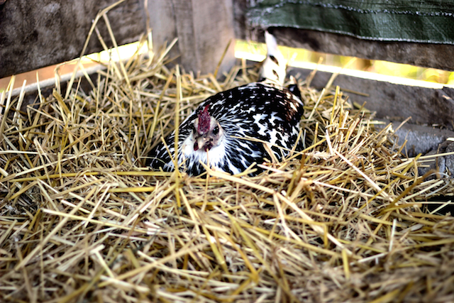 Sitting hen waiting out the 21 days it takes to hatch a clutch of eggs