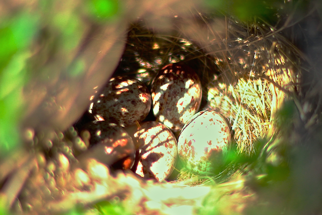 Nuthatch eggs in thyme garden