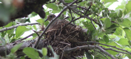 Mother bird sitting on her nest in a green leafy tree in springtime