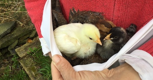 baby chicks to add to the flock of chickens that produce our eggs