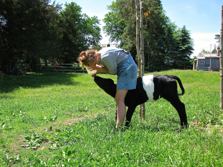 Help feed our calves their bottles
